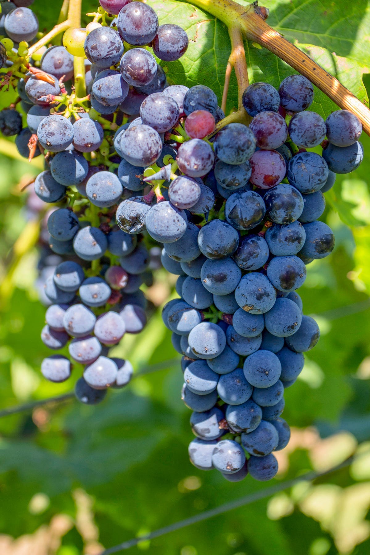 Grapes growing on a tree
