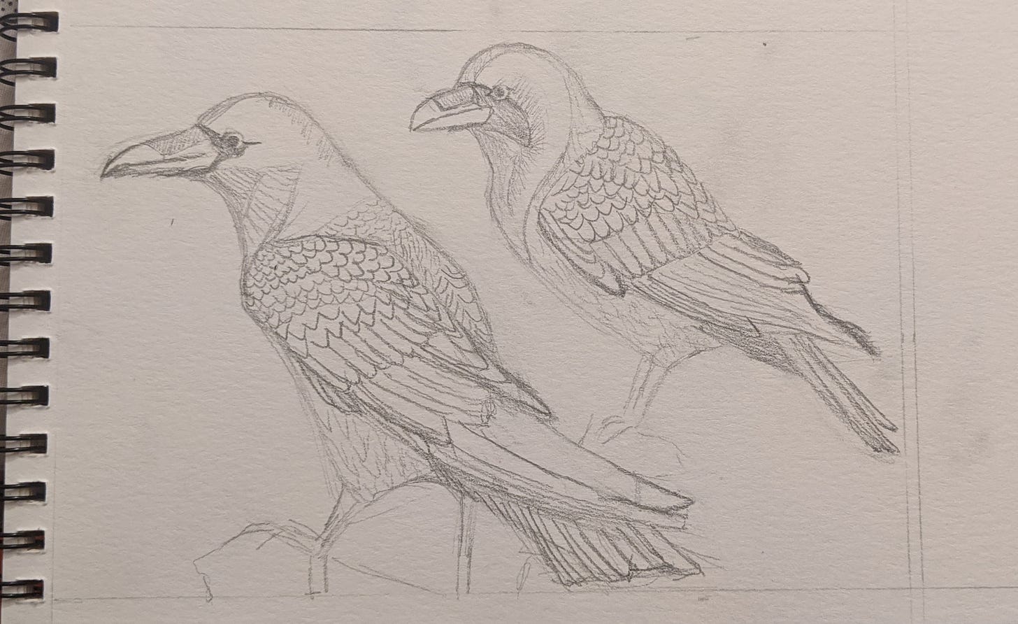 A pencil sketch of two ravens