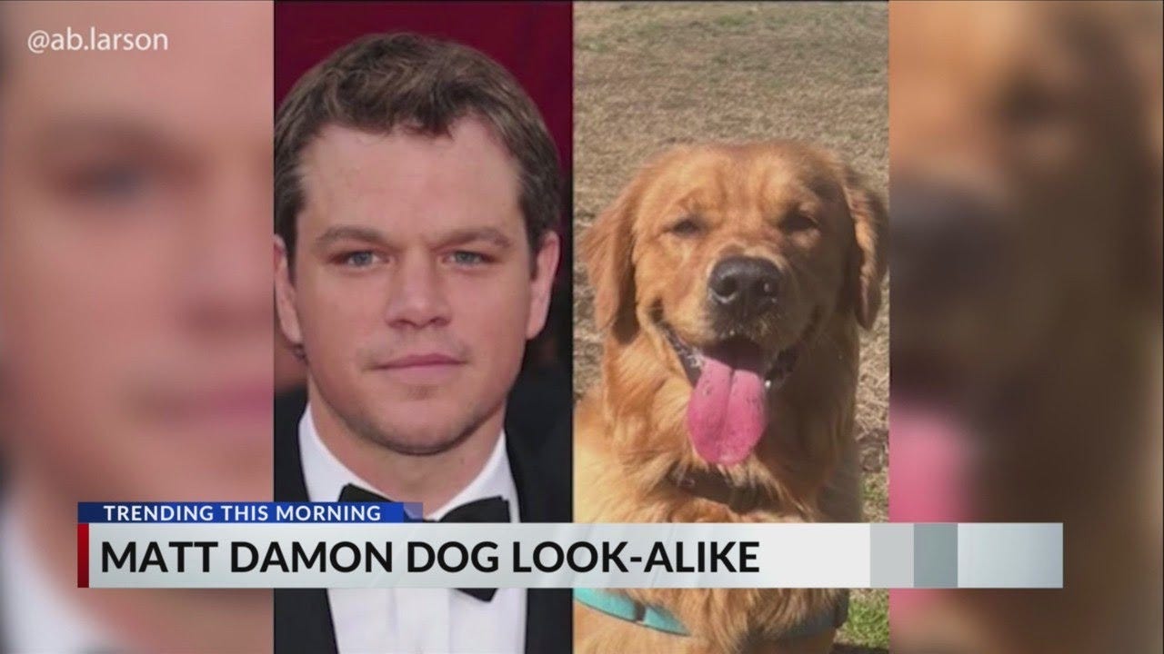 Matt Damon dog look-alike - YouTube