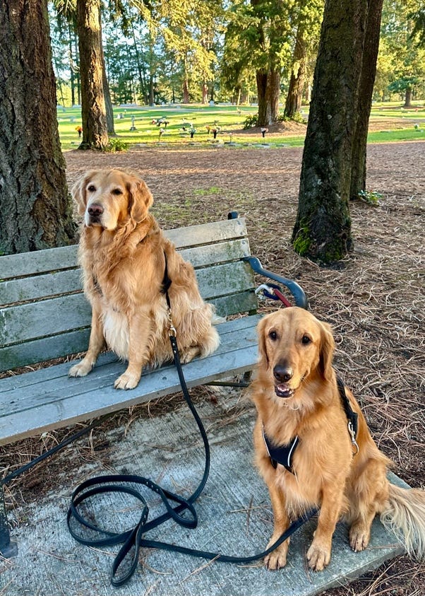 Two dogs sitting on a bench
Description automatically generated Two dogs sitting on a bench
Description automatically generated