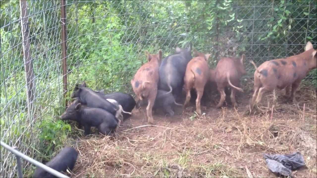 Do You Know How To Catch Wild Pigs?