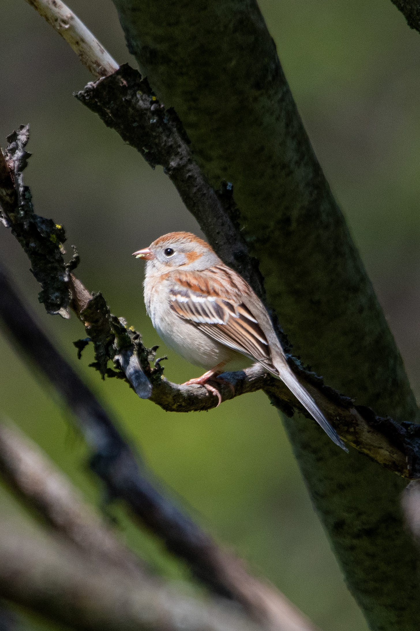A field sparrow in profile, on a blackened and frayed branch of a sumac