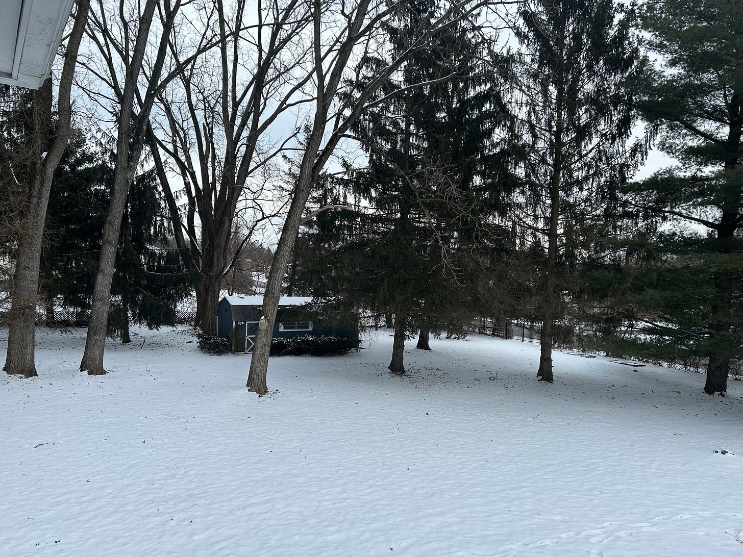 image of a backyard. Ground covered in snow. Several trees and a blue shed.