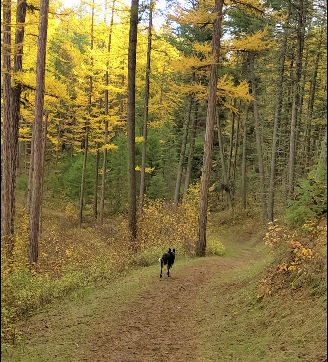 Dog trotting through woods