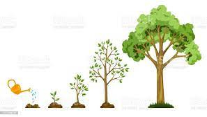 Stages Growth Of Tree From Seed Watering The Plants Collection Of Trees  From Small To Large Green Tree With Leaf Growth Diagram Business Cycle  Development Stock Illustration - Download Image Now - iStock
