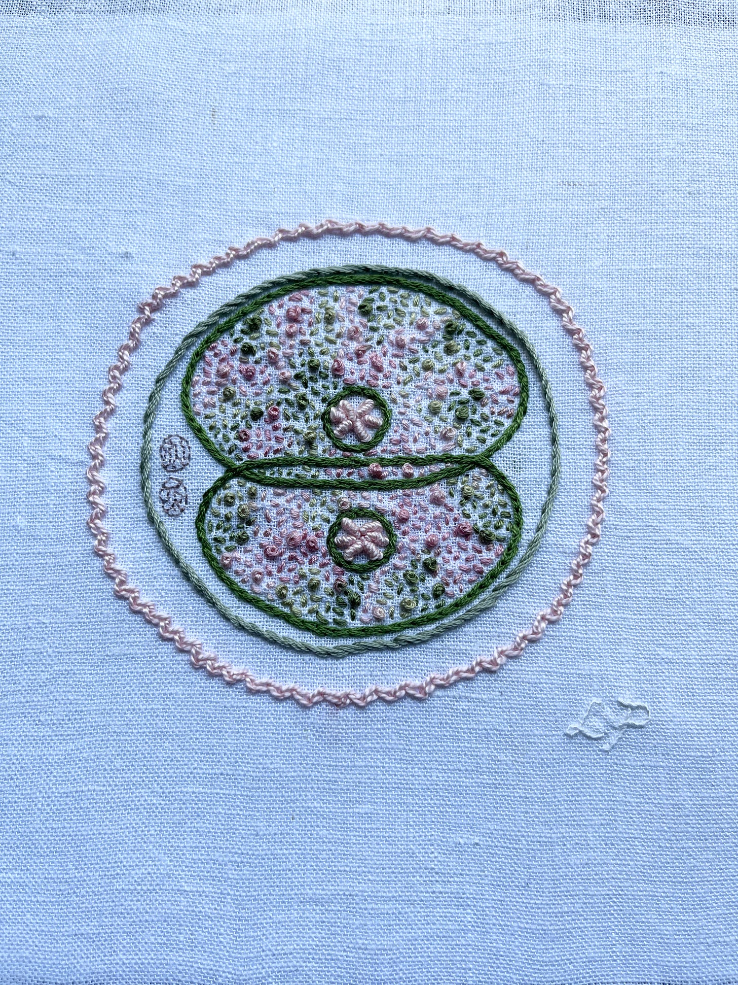 Two reproductive cells dividing are drawn in blue marker on off-white linen. The edges of the dividing egg cells and the nucleus membranes are in bluish mossy green split stitch. A circle of light green stem stitch is the cell membrane. The corona radiata is pastel pink zig zag chain stitch. The nucleolus of each cell is in pastel pink bullion stitch. The polar bodies are stitched in mauve single strand back stitch. The cytoplasm is being stitched in variegated pink to green thread in a mix of seed stitch and French knots. Lia’s initials are stitched in white whipped back stitch.