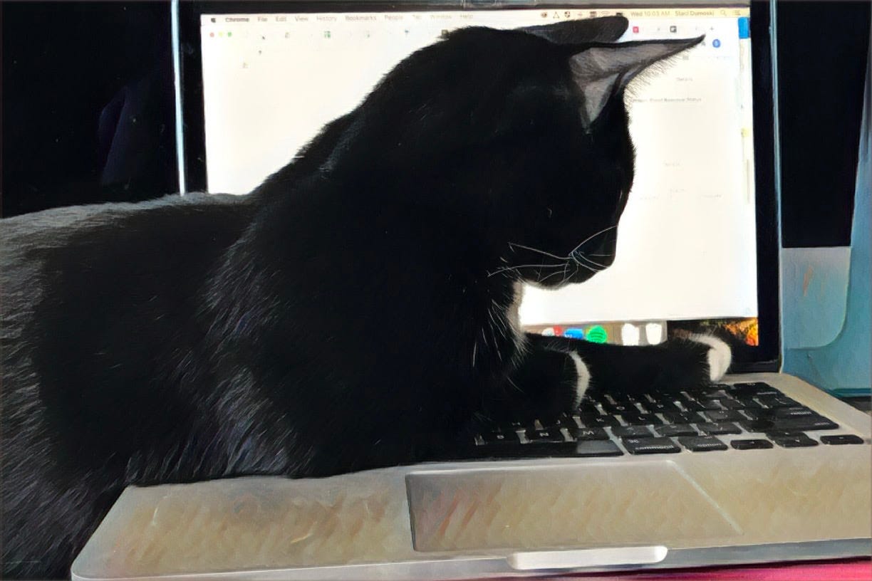 Black cat sitting on laptop computer keyboard