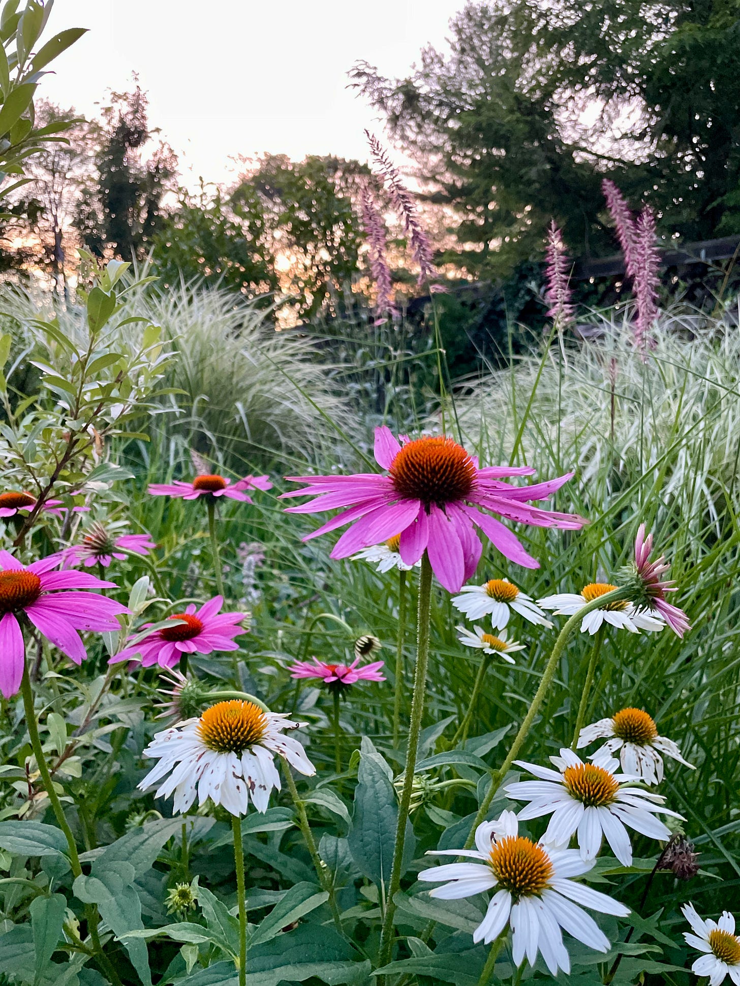 Echinacea pink and white and Fountain grass ‘Karley Rose’ in the Long Border at sunset. 