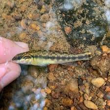 Piedmont Darter (Percina crassa) · iNaturalist Guatemala