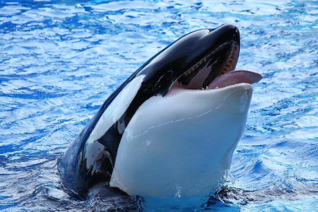 Scumbag Orca | Makes funny face. Ruins family photo. | Seals4Reals | Flickr