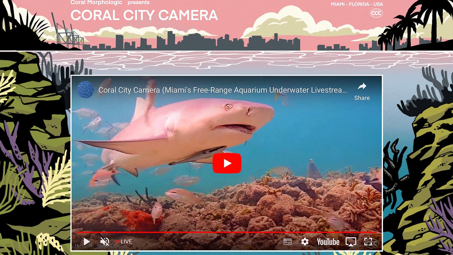 screenshot of the Coral City Camera, with a graphic illustrated image of Florida from the water, a grey block skyline beneath a pink sky and colourful corals beneath the water. inset in the image is the footage of the webcam, the image shows a still of a shark swimming above a coral reef