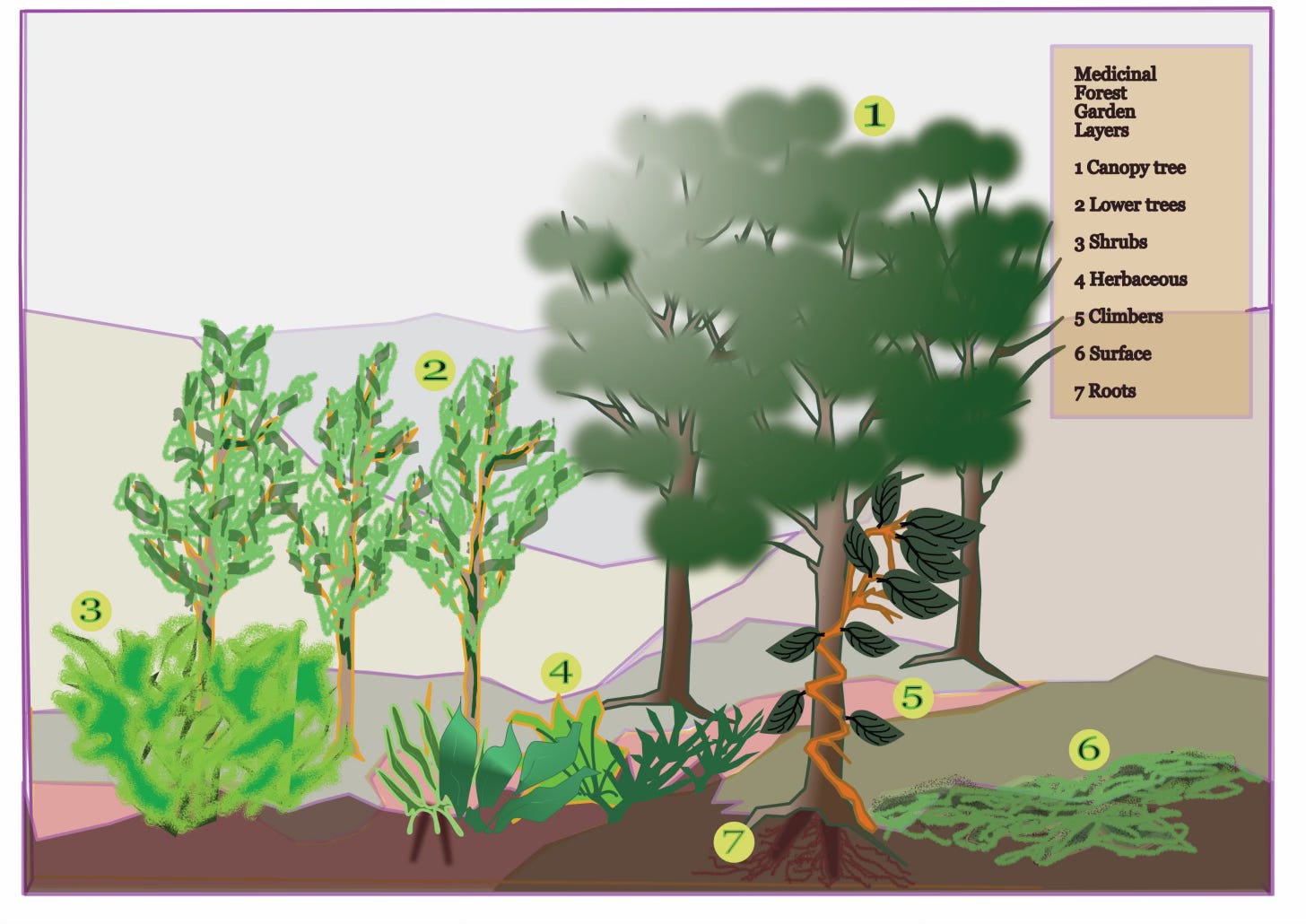 Layers of ground cover, herbs, shrubs and trees diagram
