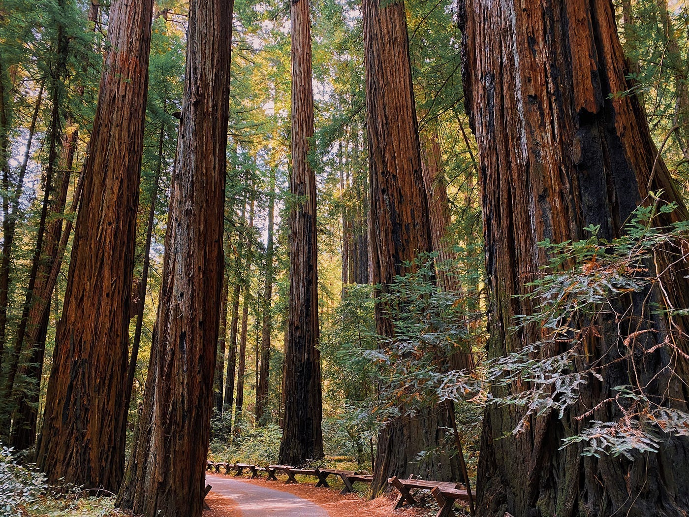 A path among redwood trees.