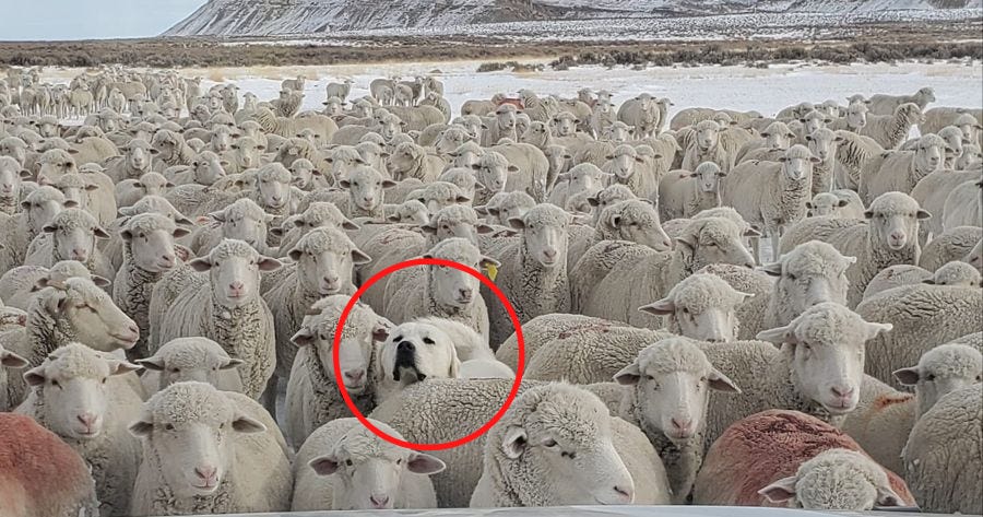 Dog blends in perfectly with herd of sheep and is impossible to find