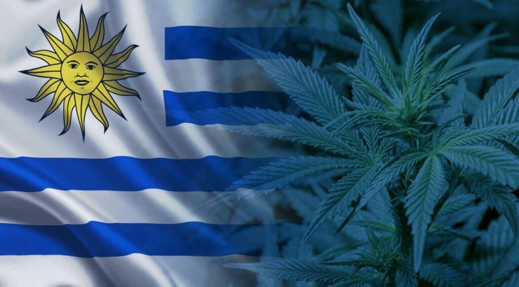 Legal status of marijuana in Uruguay, an evolving process