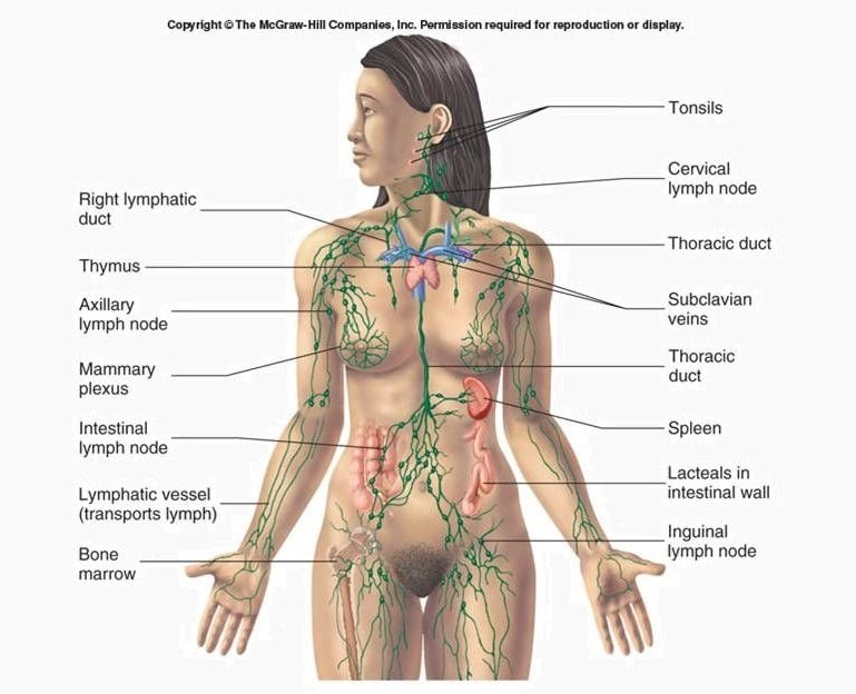 Lymphatic System - Definition, Function, Structure | Biology Dictionary