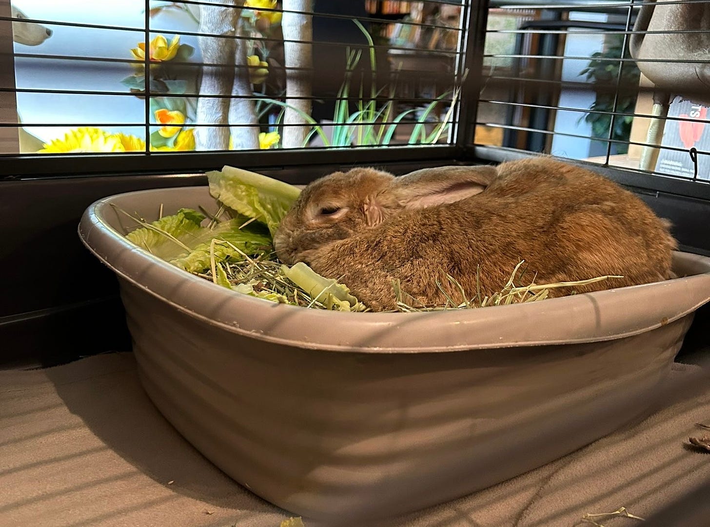 A bunny sitting in a basin filled with straw and lettuce; the basin is in a cage