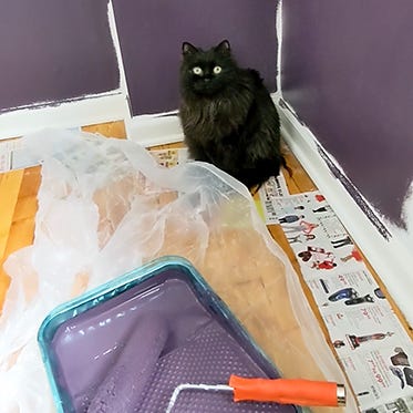 black cat helping paint purple walls