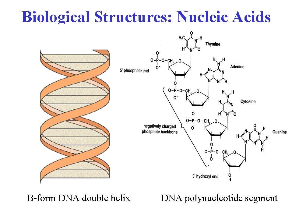 Molecular structure of nucleic acids | Science online