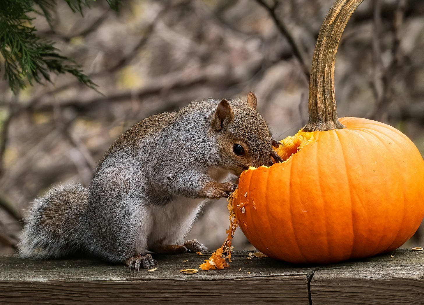 A gray squirrel eating a small pumpkin