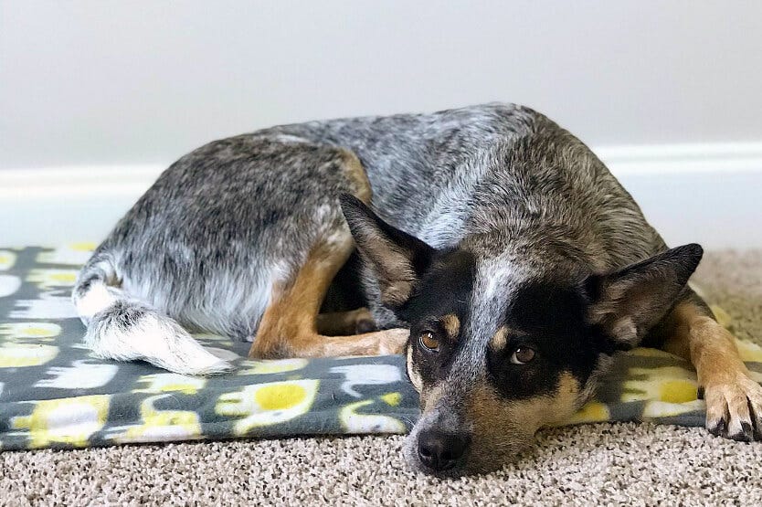 Scout the Australian cattle dog laying on her yellow elephant travel dog bed