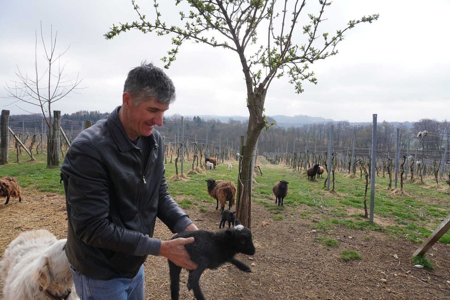 Rado Šuman with sheep in his vineyards, Štajerska, 2020