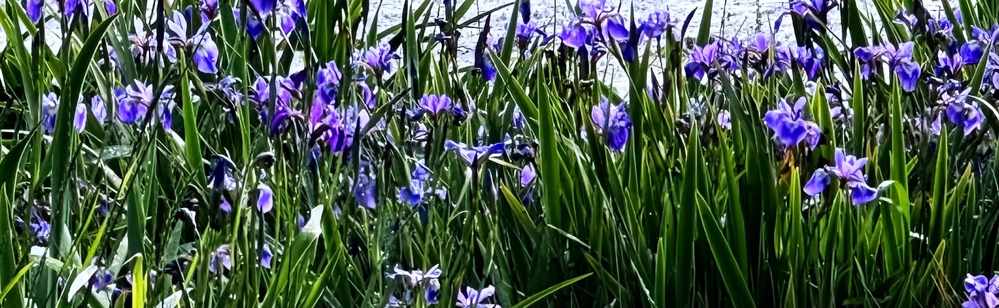 Northern Blue Flag Irises bloom in a wide band between road and sea.