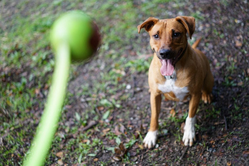 Ball?! Gimme.