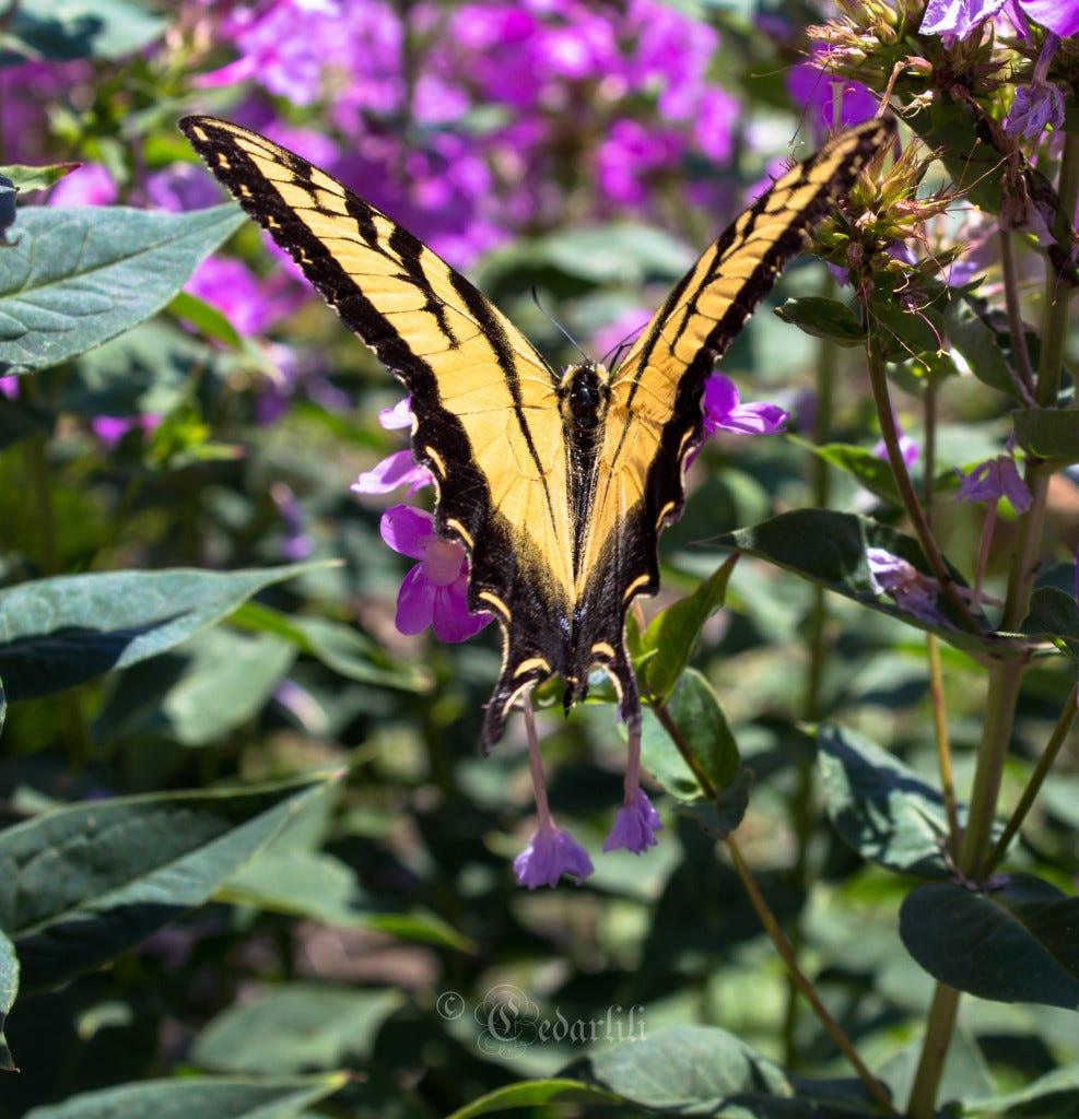 swallowtail butterfly 