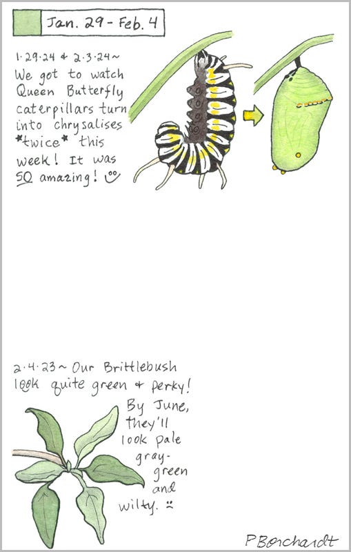 Perpetual Journal, week of Jan. 29-Feb. 4: Queen Butterfly Caterpillar to Chrysalis (2024); Perky Brittlebush Leaves (2023)