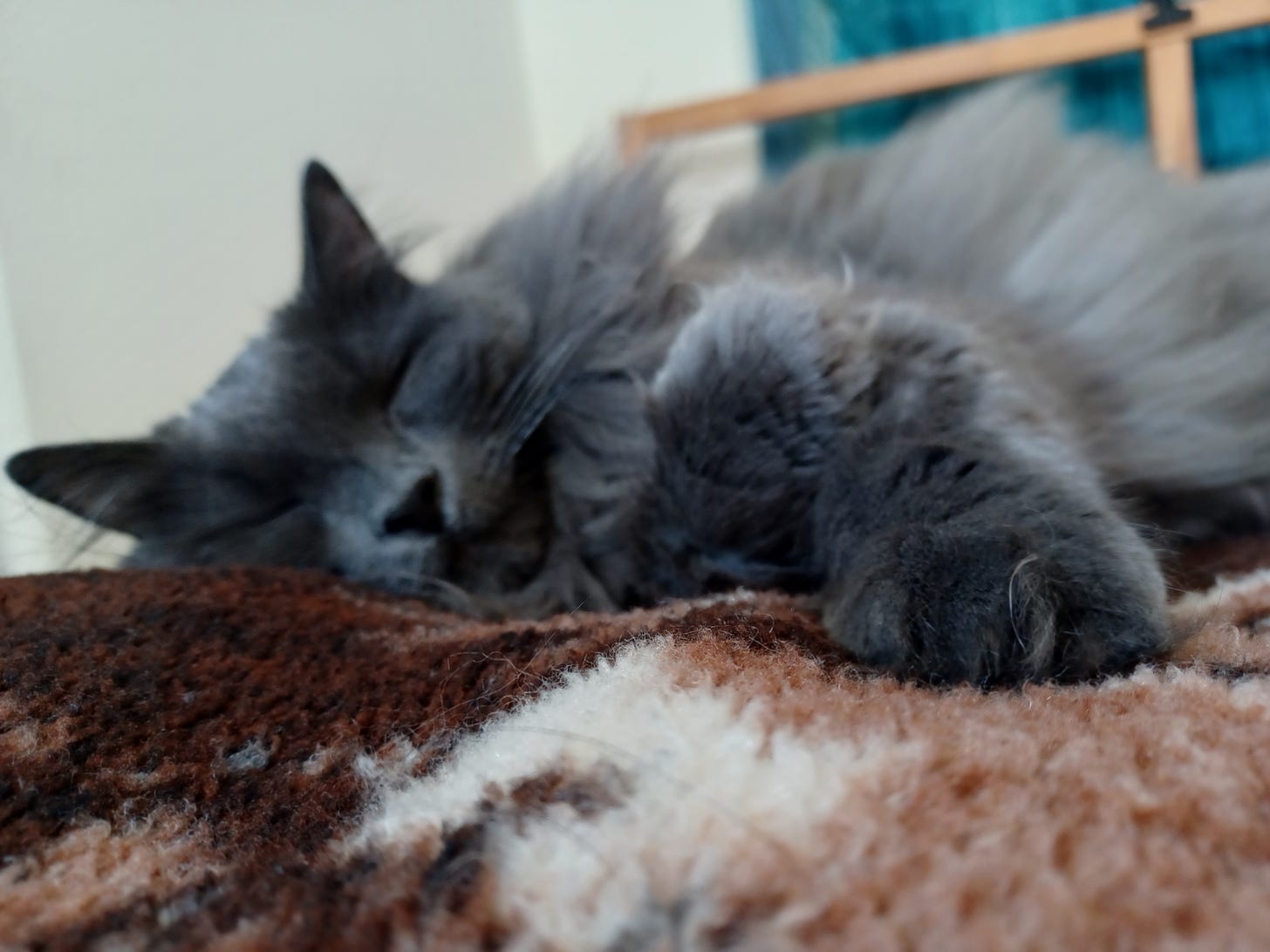 grey russian blue cat sleeping peacefully with paw extended toward camera
