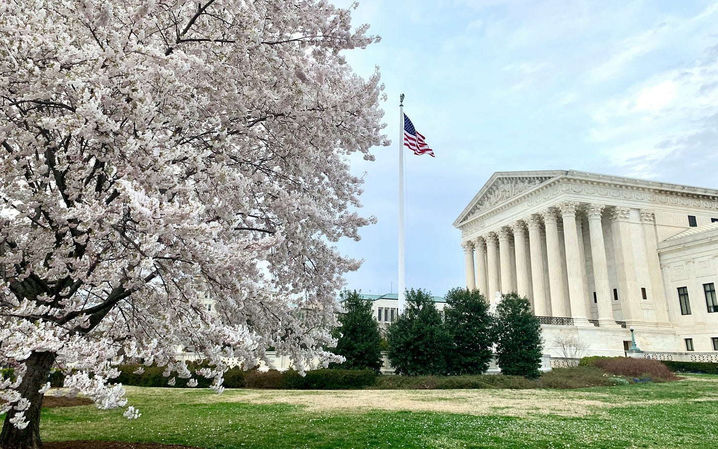 Blossoming cherry and the Supreme Court building.