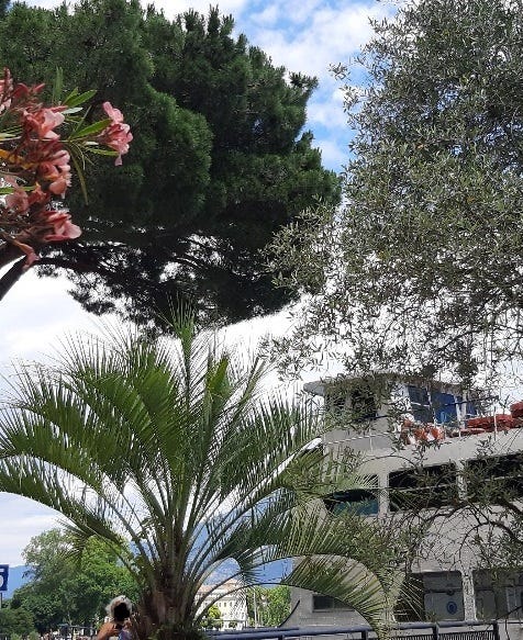 Many different plants by the lake Garda landscape