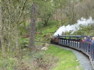 Steam train in woodland Steam train in woodland