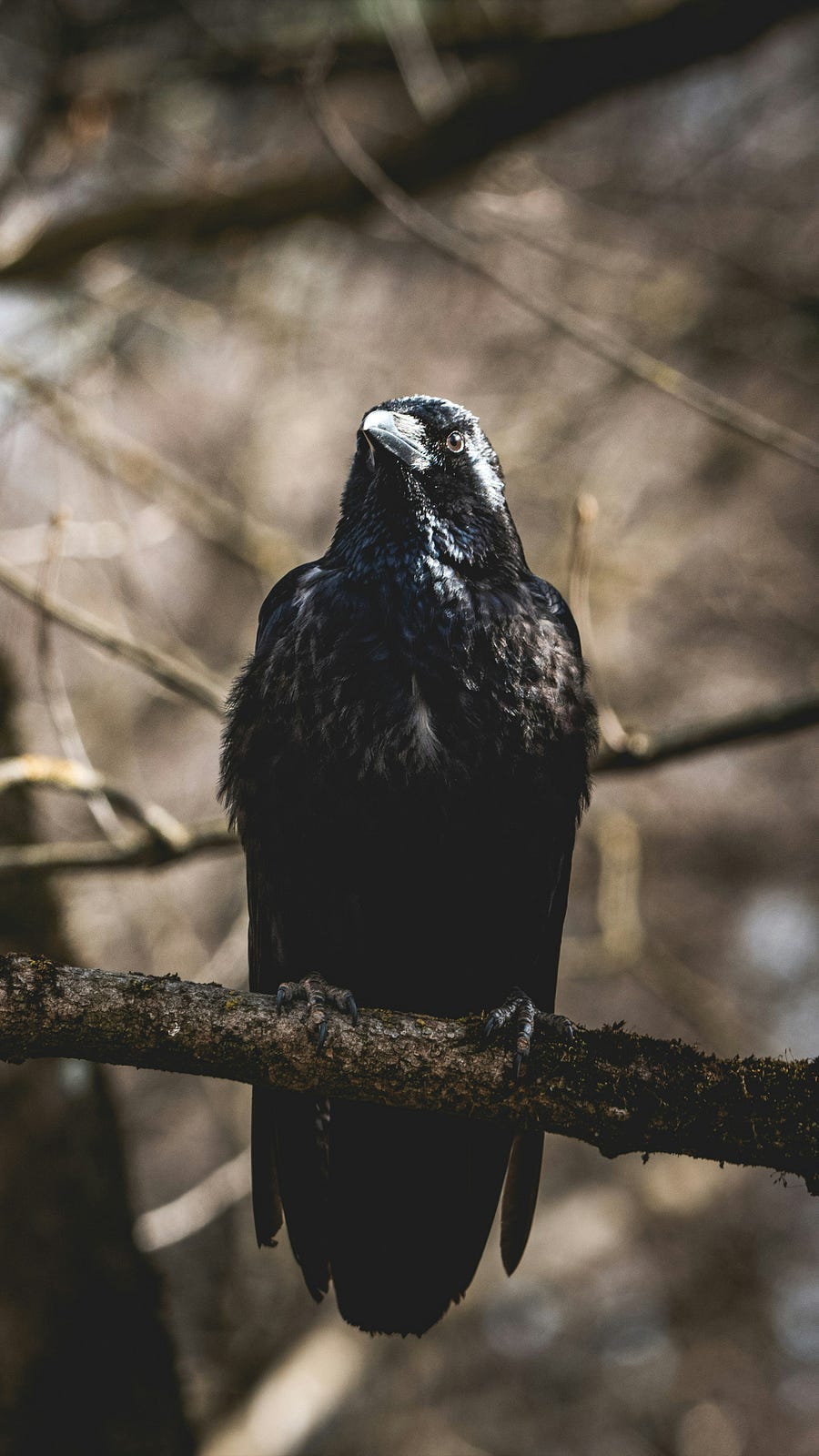 Black crow on a tree branch.