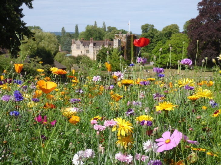 a colourful wildflower meadow in the foreground, with Hever Castle in the background