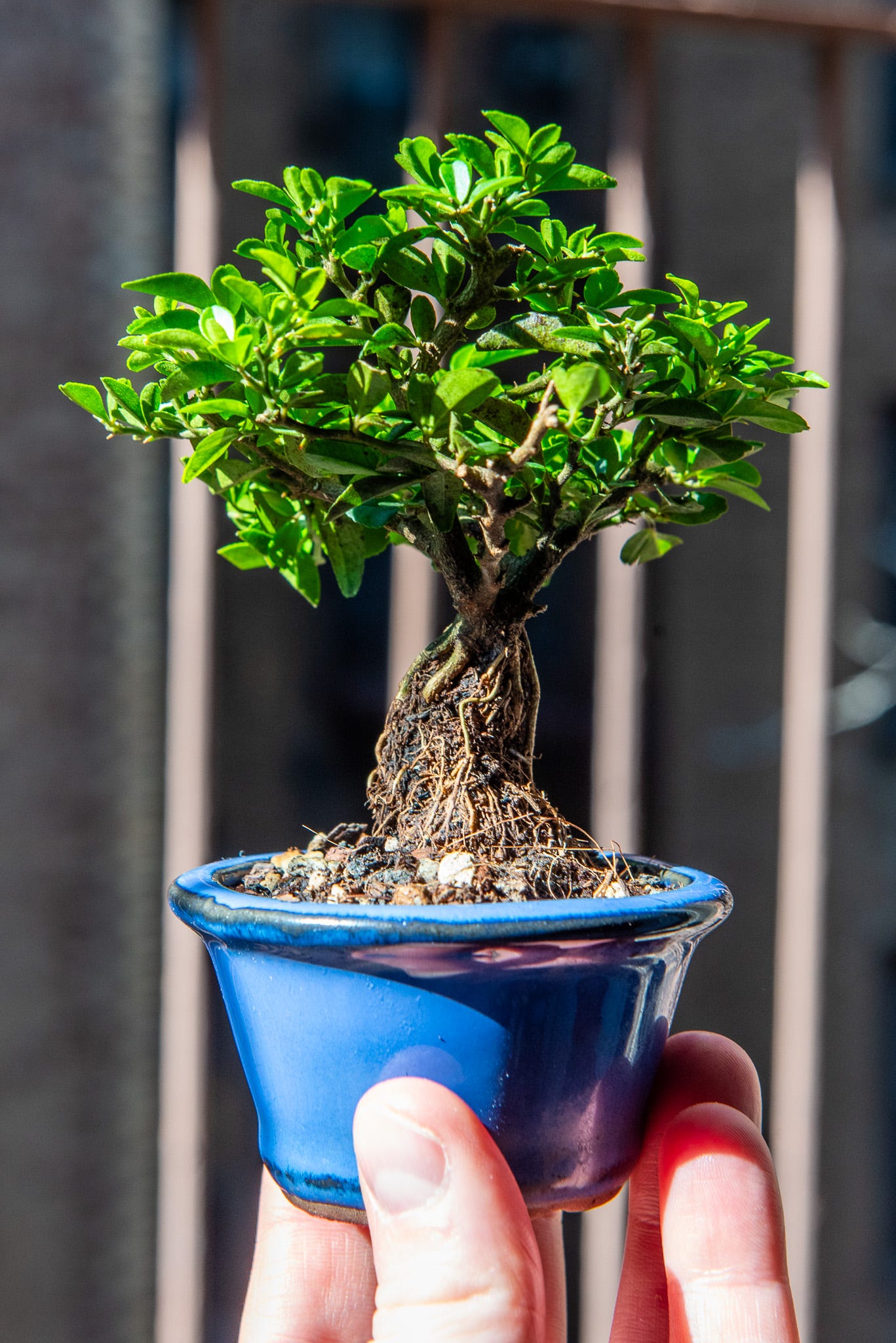 ID: Tiny triphasia bonsai held in my fingertips