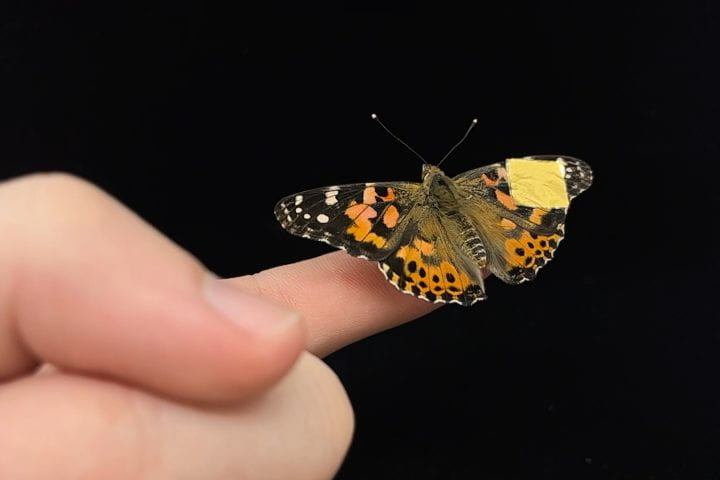 Gold colored thin film on the wing of a butterfly which is on the end of a human finger.