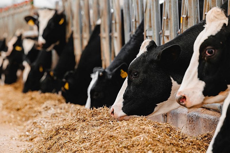 Picture of cows eating hay