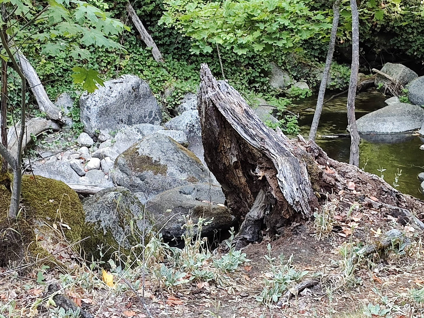 A jagged partial stump leaning over next to a mossy boulder with other boulders in the background by and in a stream