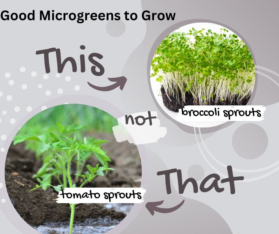 broccoli microgreens in the top bubble and a tomato seedling in the bottom bubble