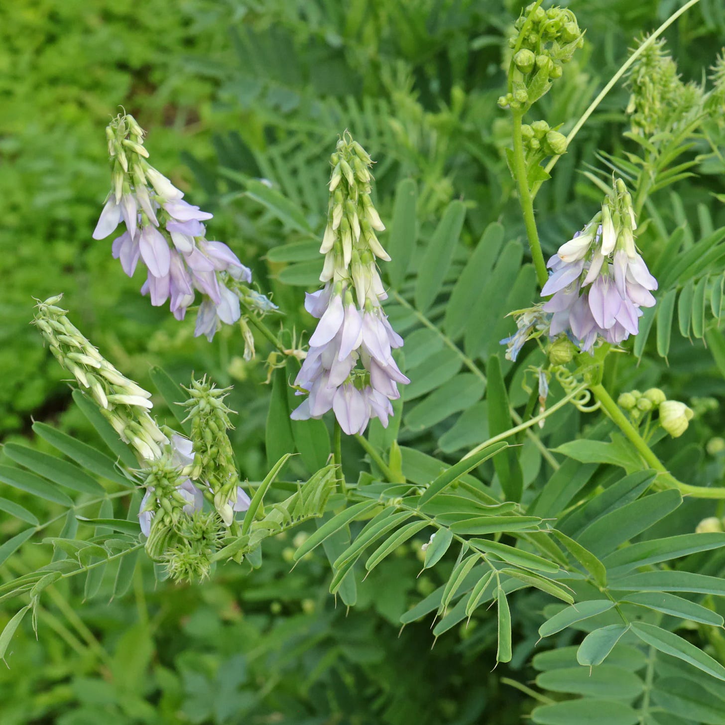 Galega officinalis