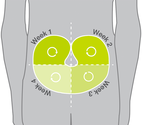 A diagram showing someone's belly, divided into quarters to be used week by week.