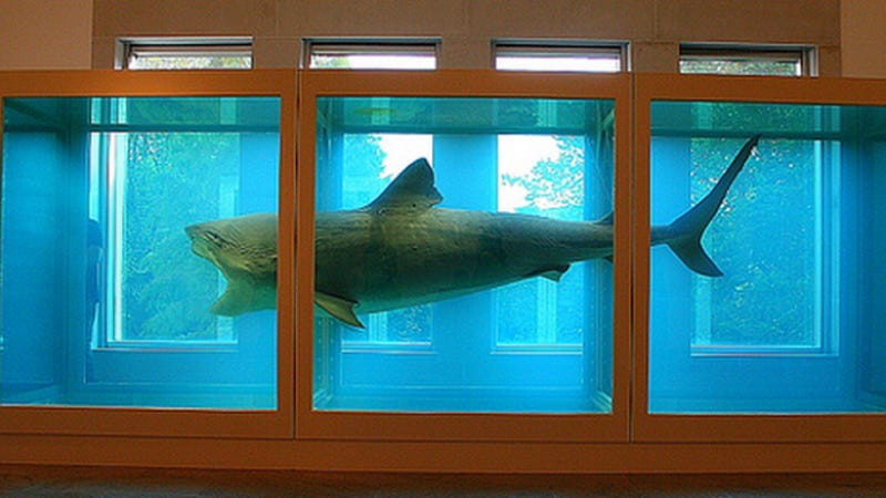 Brian Floyd on X: "this is a shark preserved in formaldehyde that mets  owner steve cohen purchased for $8 million https://t.co/xlr4BMdMbb" / X