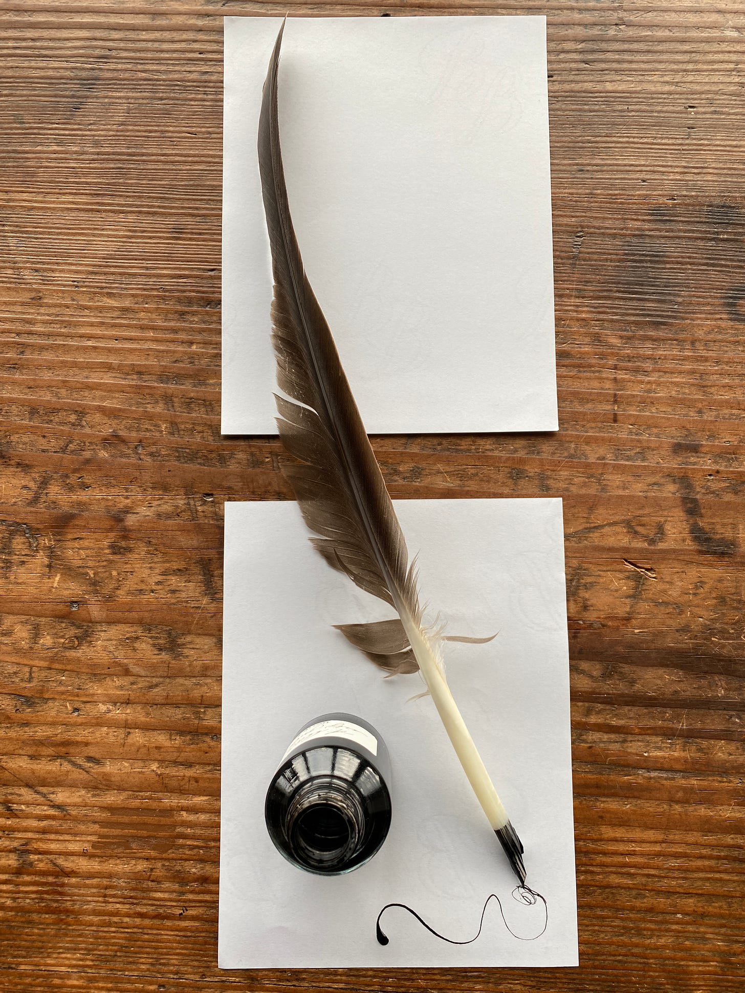 Goose feather quill before cutting down to practical pen size plus ink and paper on a desk