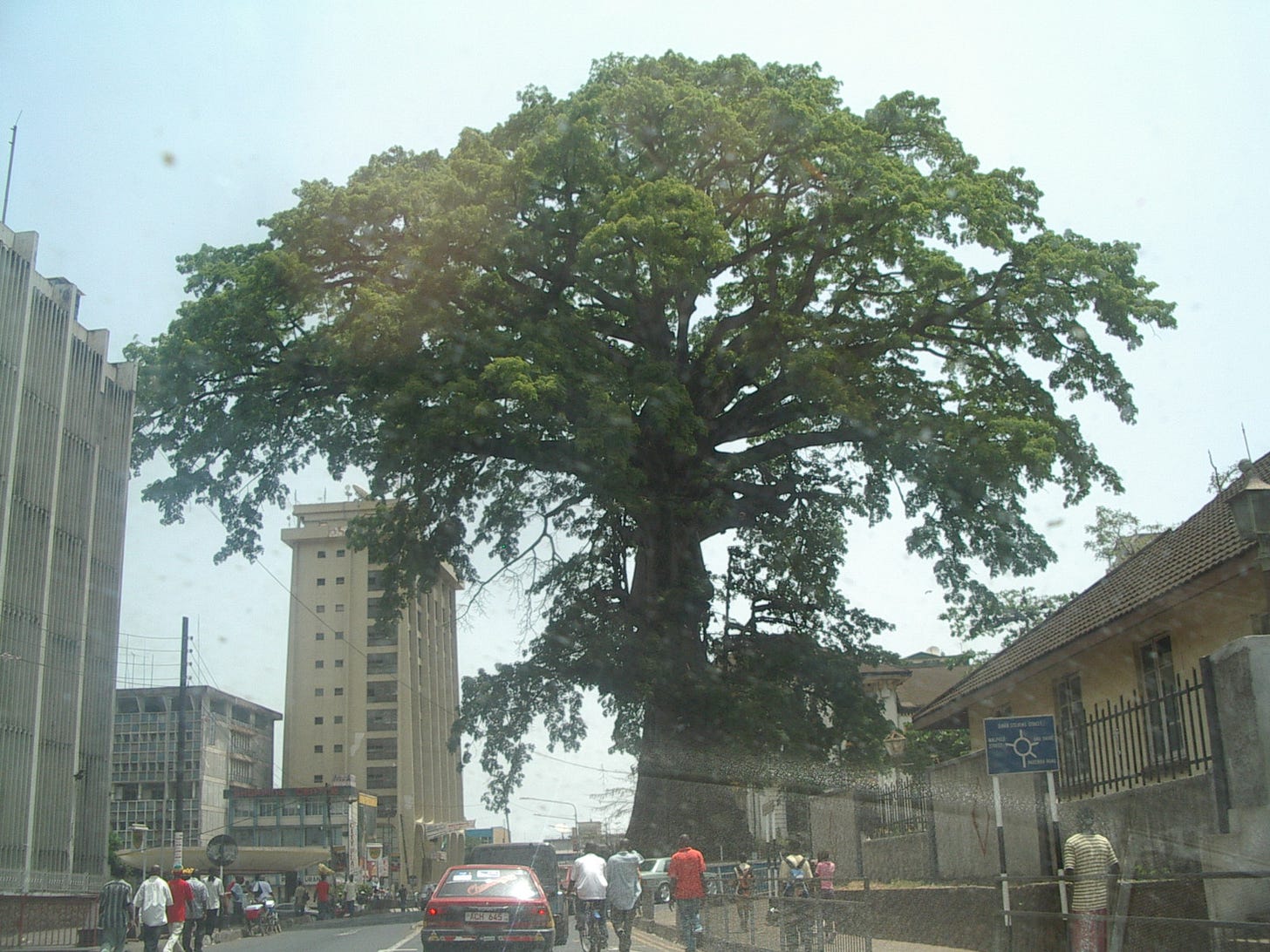 Cotton Tree (Sierra Leone) - Wikipedia