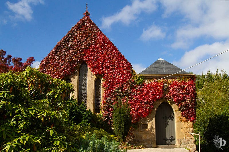 A church in Australia, covered with red leaves.