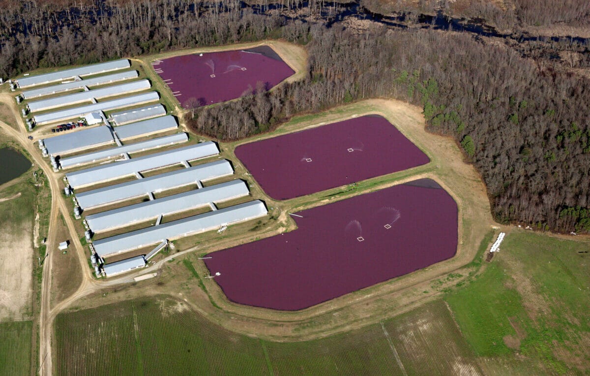 Probiotic Non-Sulfur Purple Bacteria keep hog lagoon clean.