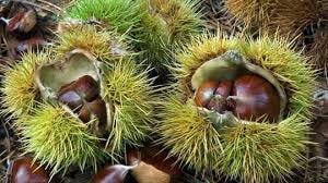 Sweet Chestnut (Castanea sativa) - Woodland Trust