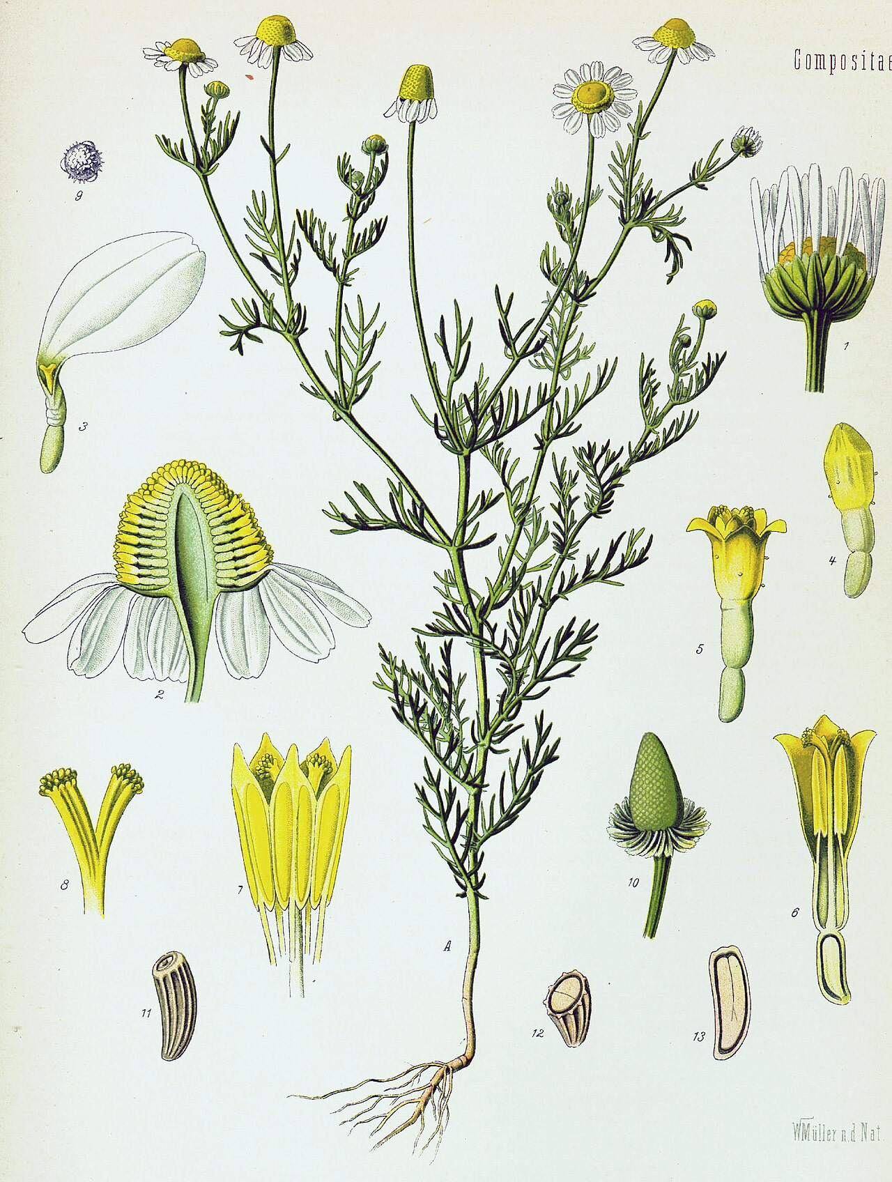 Botanical drawing chamomile 